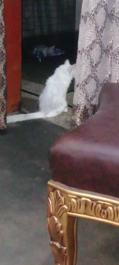 Persian Male cat white odd eye