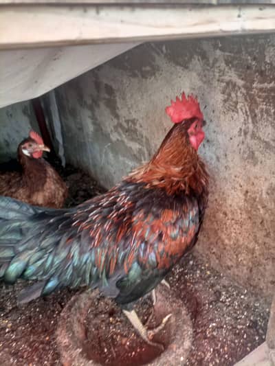 desi and golden misri breeder male
