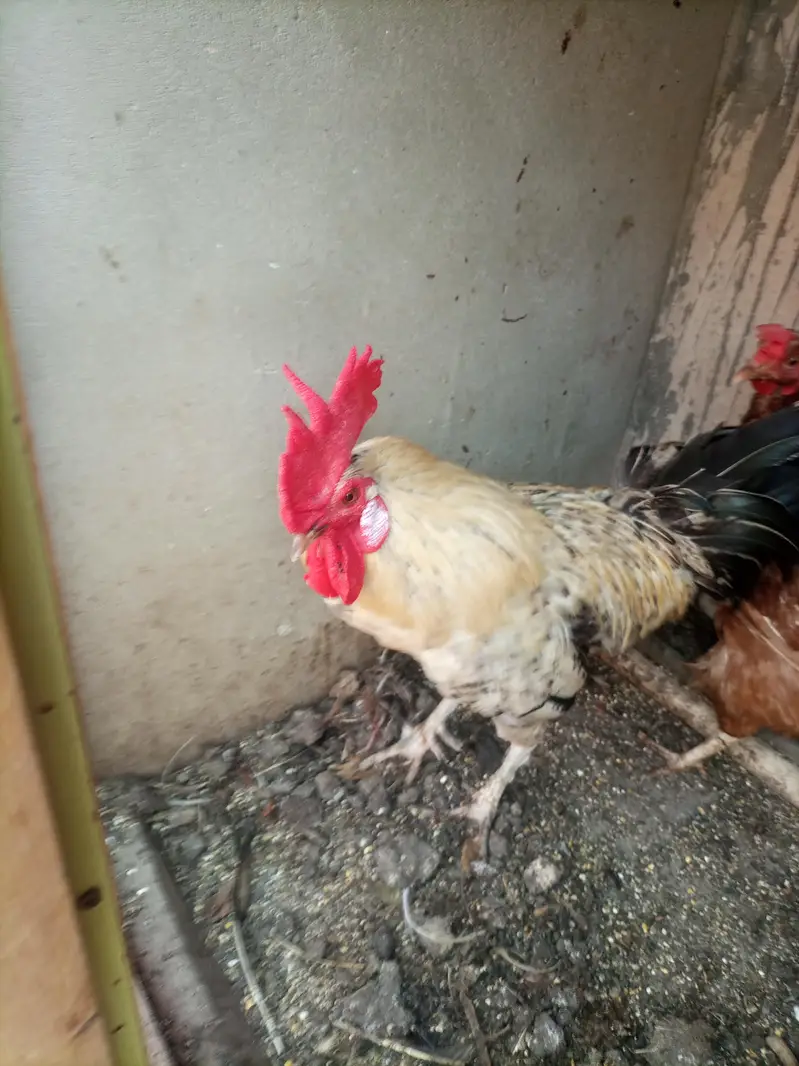 desi and golden misri breeder male — photo 2