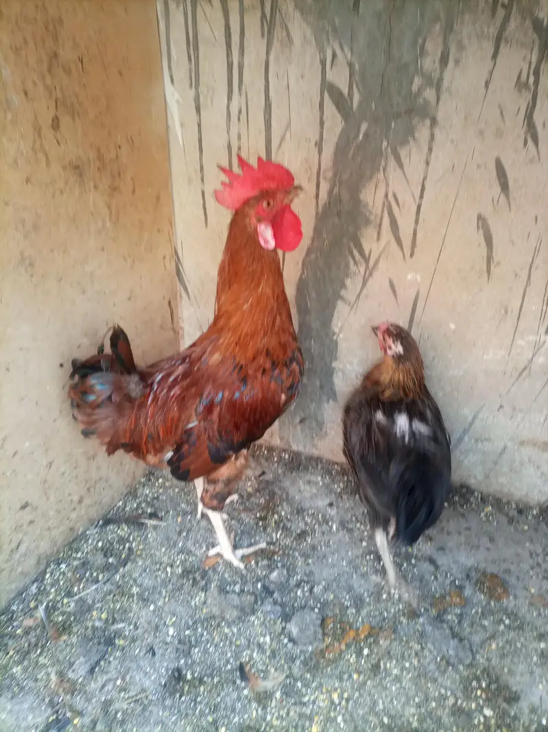 desi and golden misri breeder male — photo 4