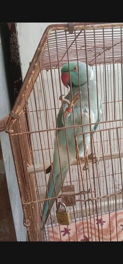 blue ringnak male for sale