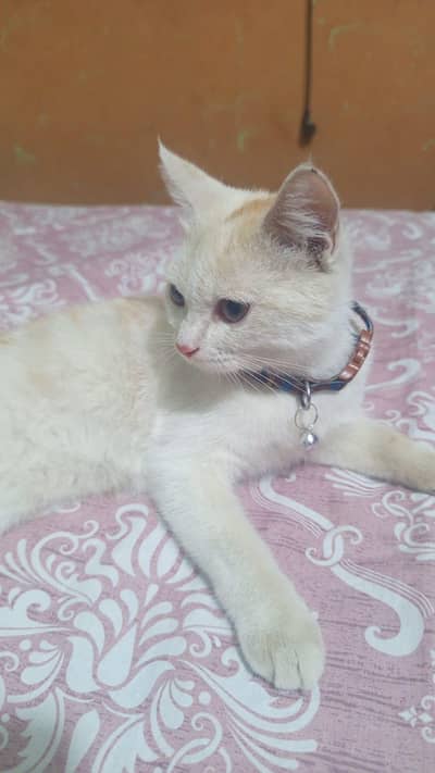 beautiful light brown Persian kitten available