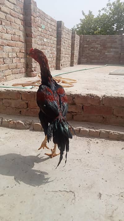 aseel kaly nawab Waly  female ha or patha 0.3. 0.30. 72.15. 71