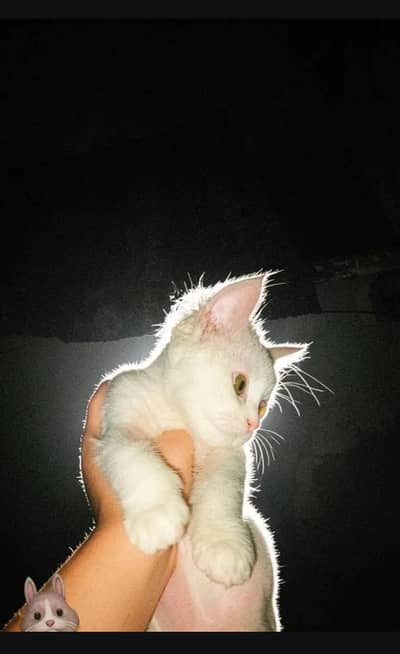 Persian kittens