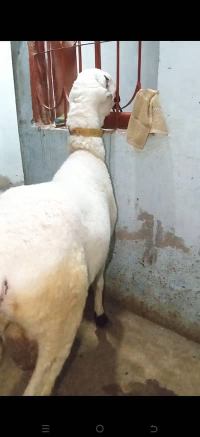 Mundra Dumba FOR SALE LOCATION KARACHI ORANGI TWON