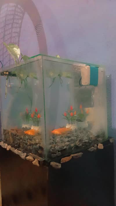 aquarium with table