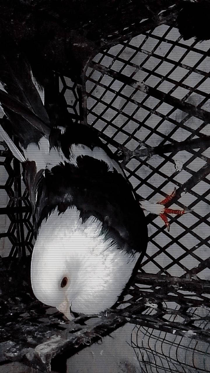 karbalai 0