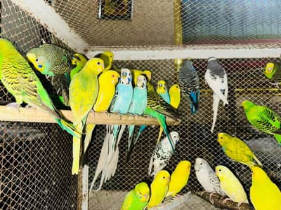 Australian Breeder Pairs
