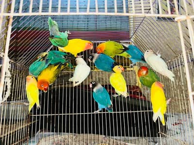 Lovebirds Breeder Pairs