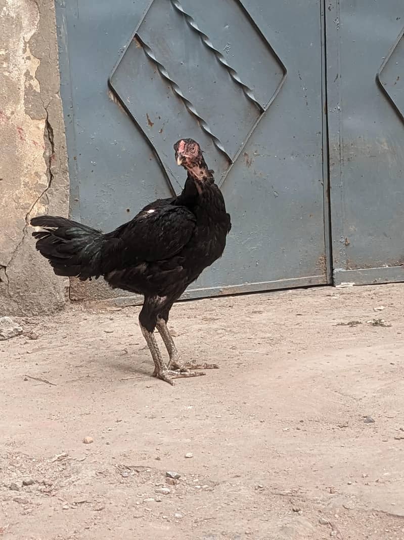 Panus pakoy 0