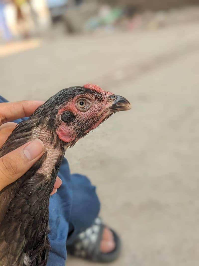 Panus pakoy 1