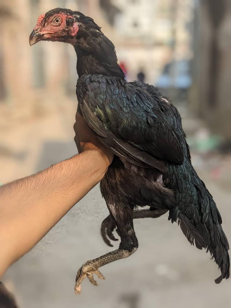 Panus pakoy 3