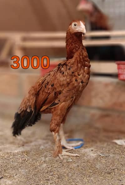 Male and female high quality Birds for sale