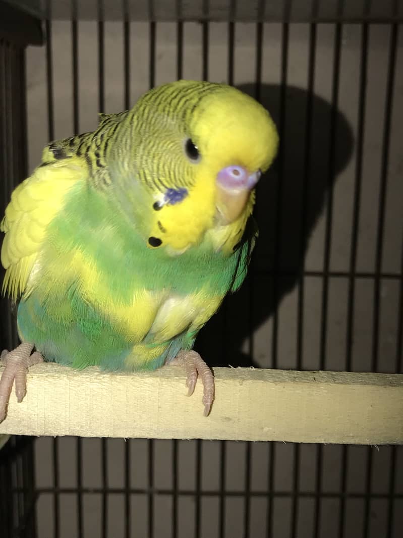 8 portion cage only Cage 1