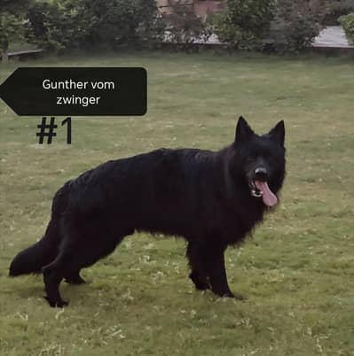 Long Coat German Shepherd Champion Pedigree Male