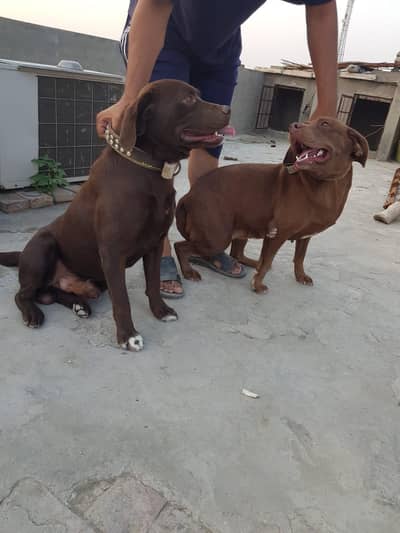 CHOCOLATE LABRADOR PAIR FOR SALE