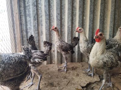 original misri Fumi chicks