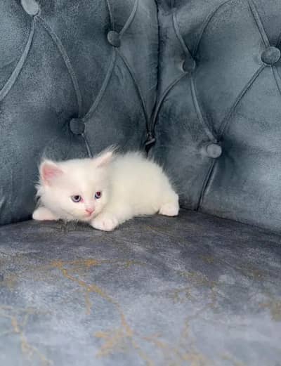 3 kittens
