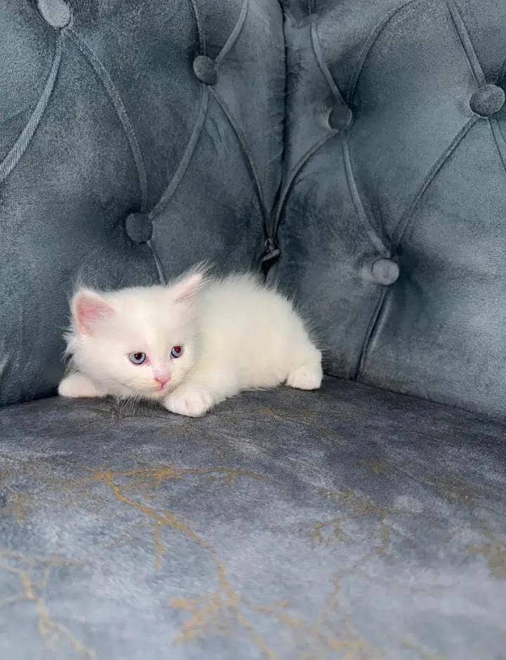 3 kittens 0