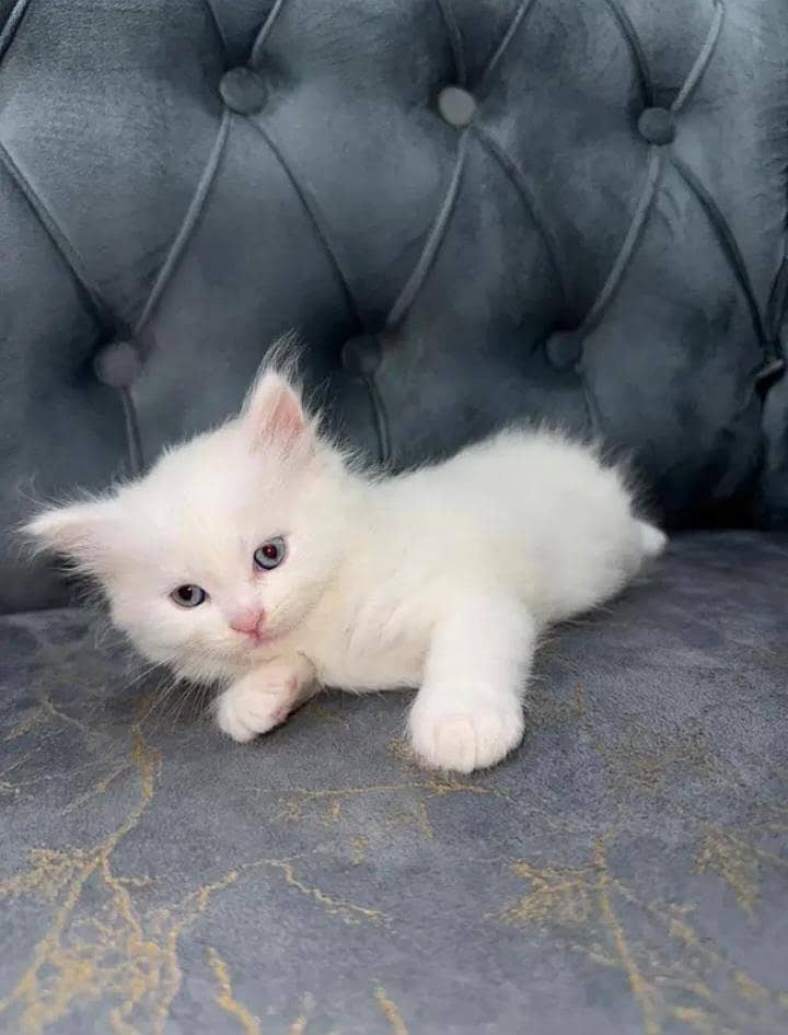 3 kittens 1
