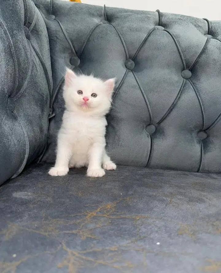 3 kittens 2