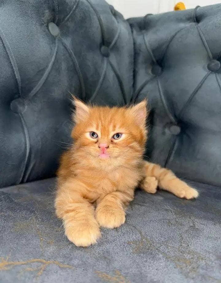 3 kittens 3