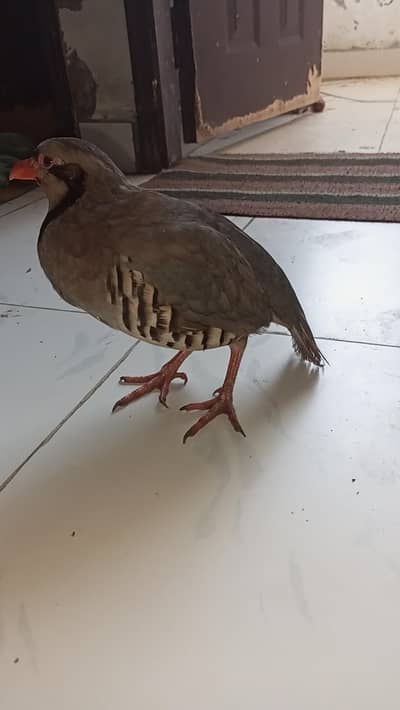 Healthy and Active Chukar Partridge for Sale