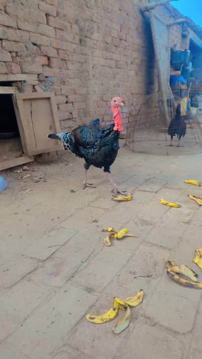 Turky bird pair