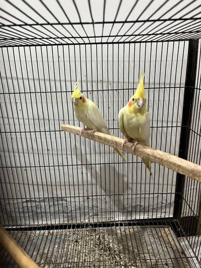 Common White Cocktail and Red Eyes albino lovebird