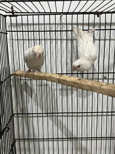 Red Eyes breeder pair albino