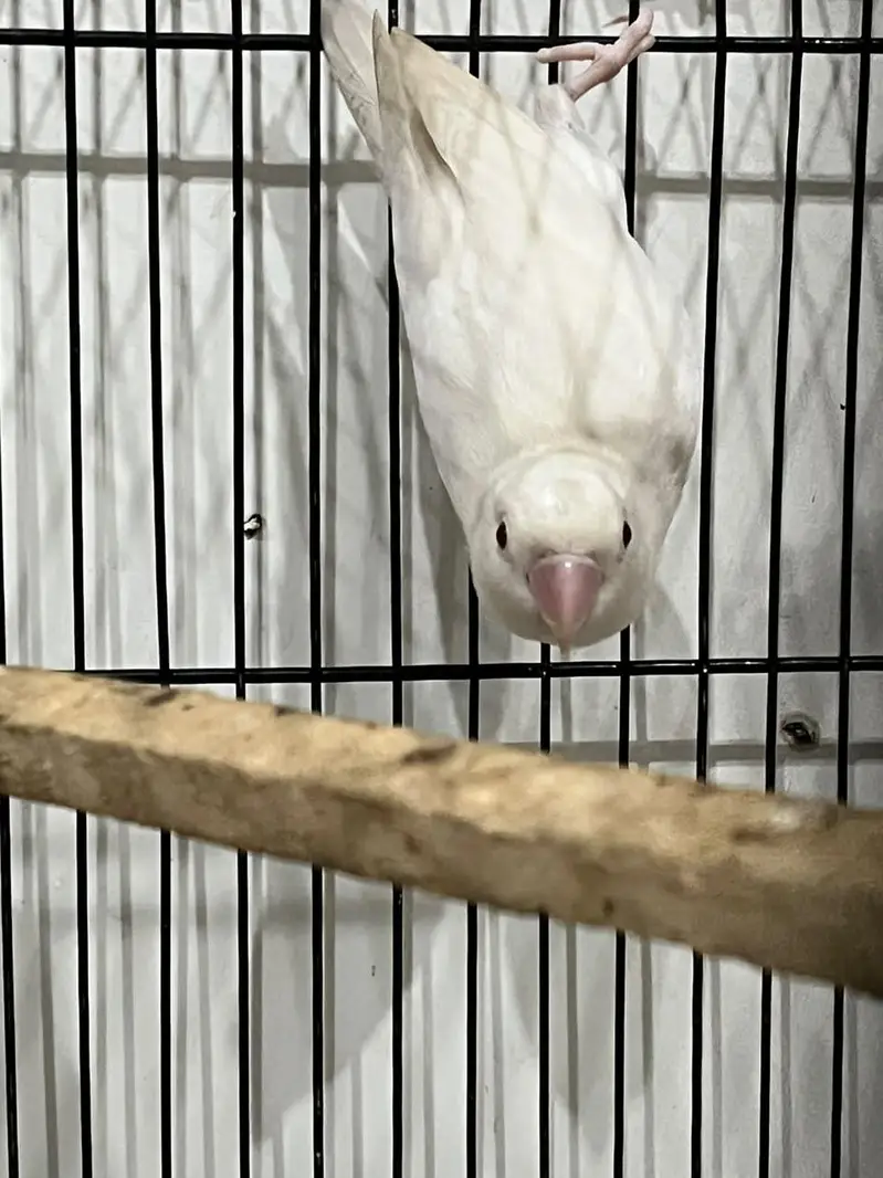 Red Eyes breeder pair albino — photo 2