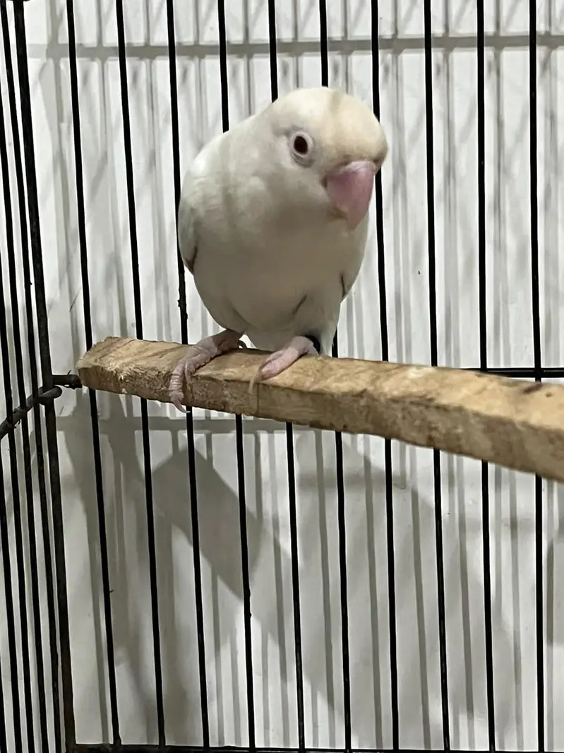 Red Eyes breeder pair albino — photo 3
