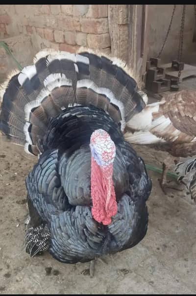 Turky bird pair