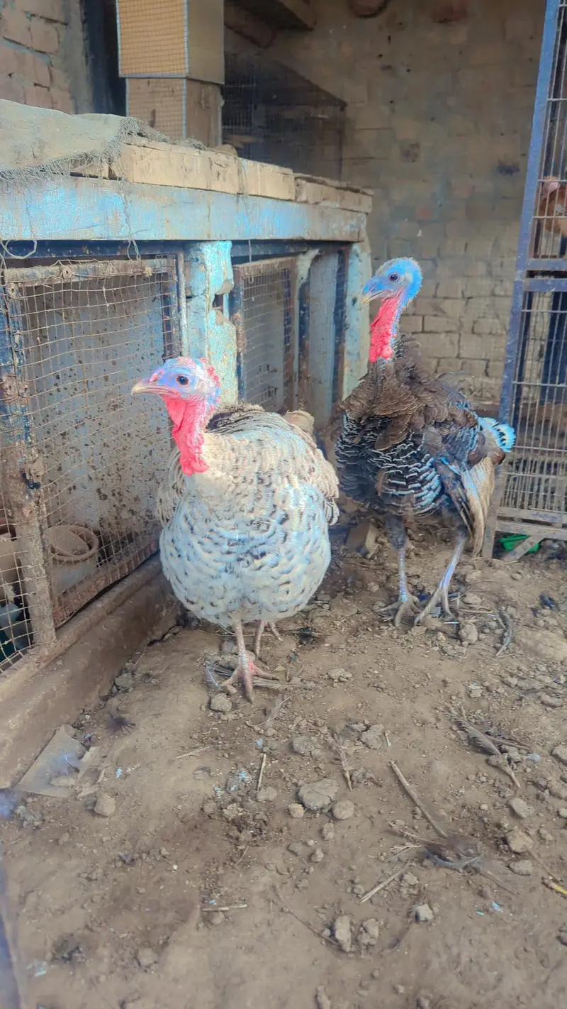Turky bird pair — photo 2