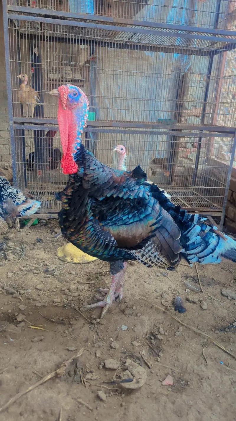 Turky bird pair — photo 3
