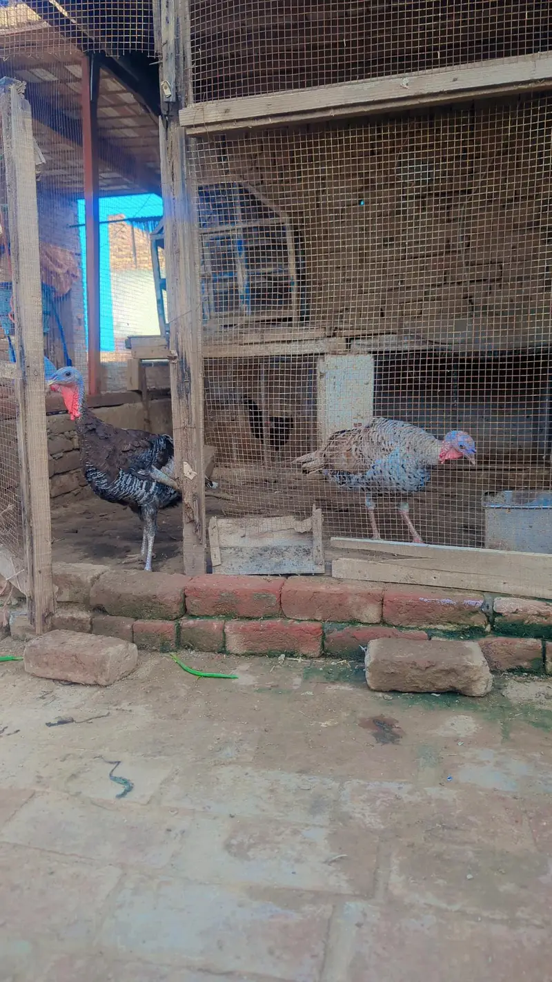Turky bird pair — photo 4
