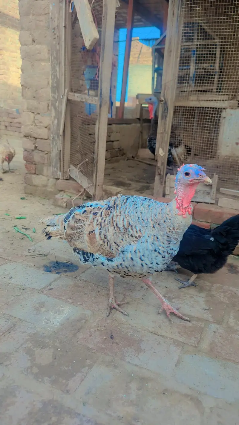 Turky bird pair — photo 5