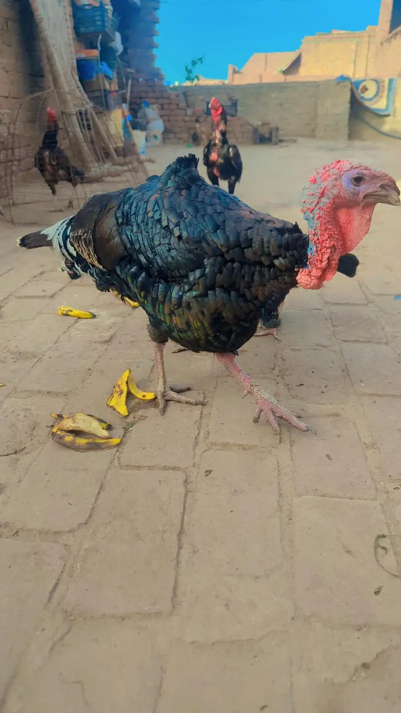 Turky bird pair — photo 7