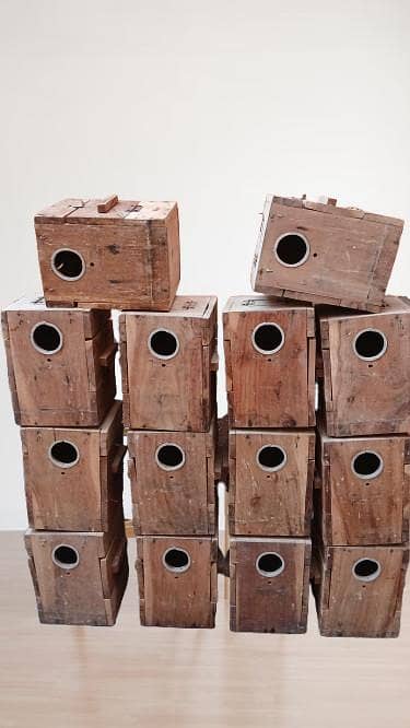 Breeding box lovebirds, cokateil