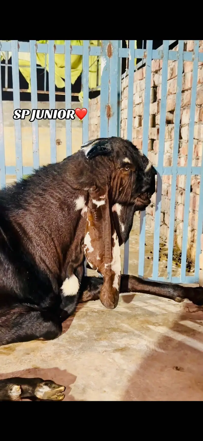 bakri | nagra bakri | nagri bakri | goat | goats | gabban bakri — photo 3