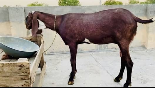 Mashallah vip bakri 8 dant nagri bakri vip bakra sa cross