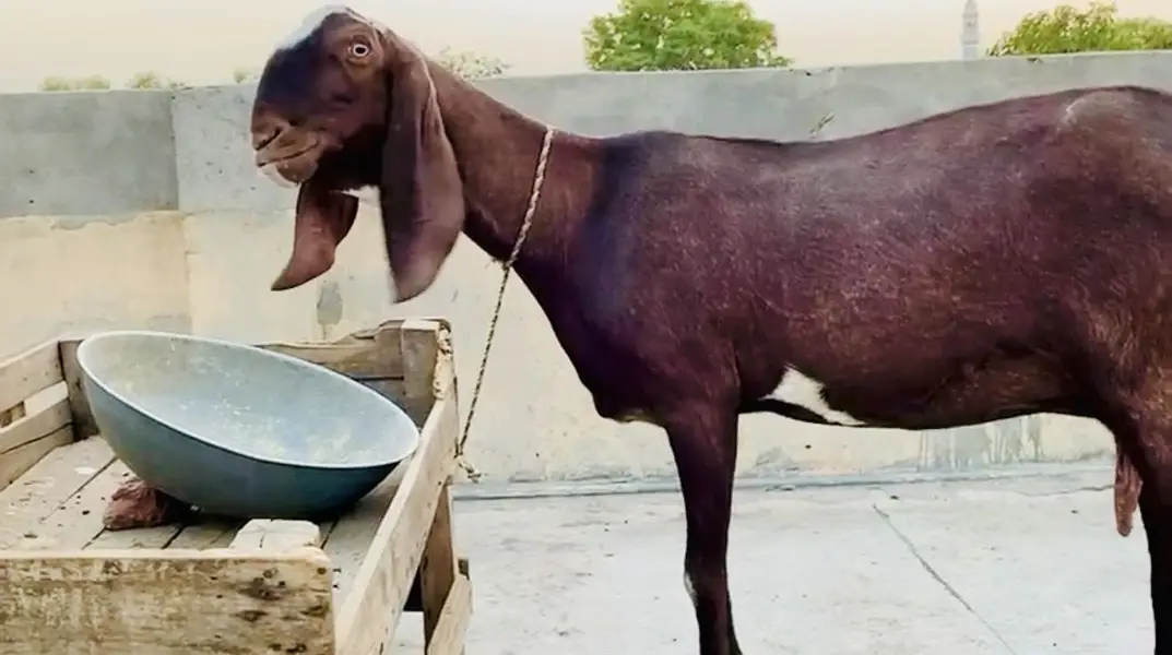 bakri | nagra bakri | nagri bakri | goat | goats | gabban bakri — photo 4