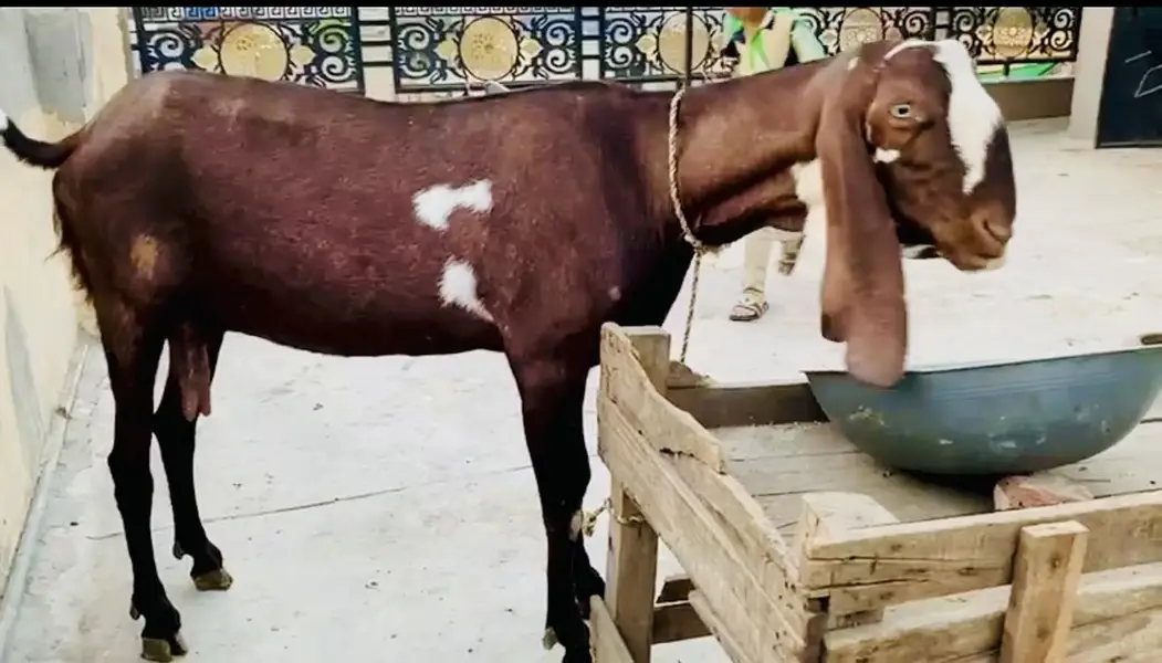 bakri | nagra bakri | nagri bakri | goat | goats | gabban bakri — photo 6