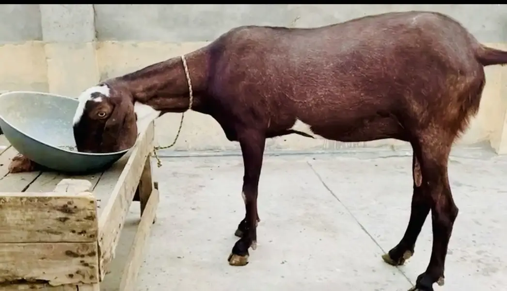 bakri | nagra bakri | nagri bakri | goat | goats | gabban bakri — photo 7
