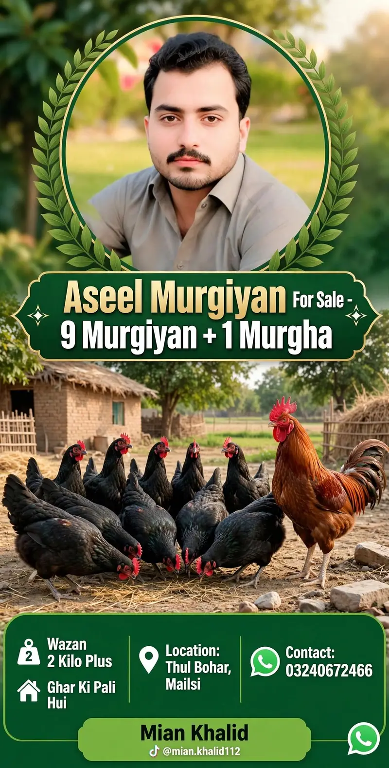 aseel murgi aundo per tiyar — photo 3