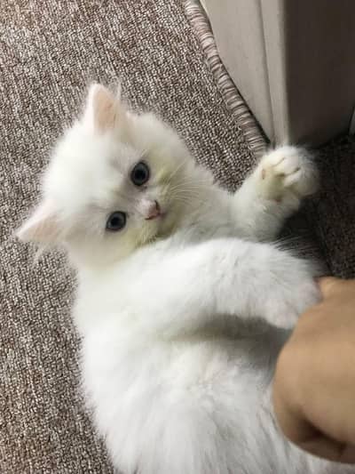 white persian kitten