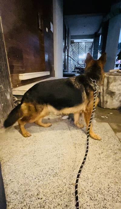 Show Quality German shephard  Female For Sale