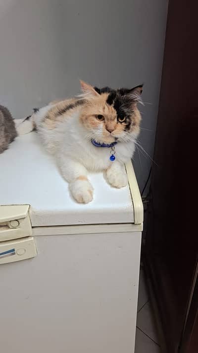 Male female cats pair for sale