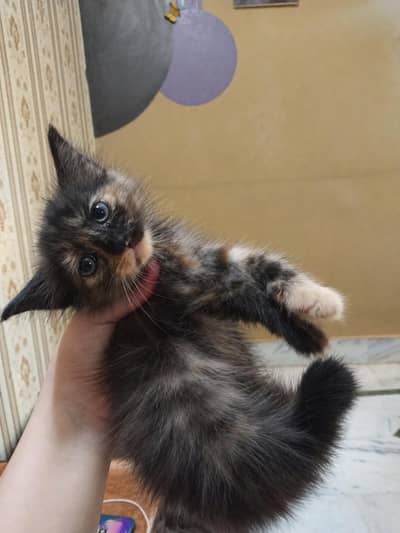 kitten looking for their new home