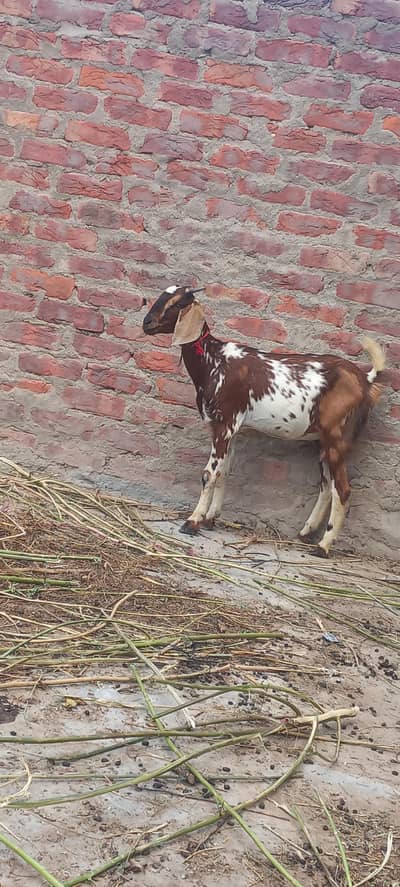 bakri for sell